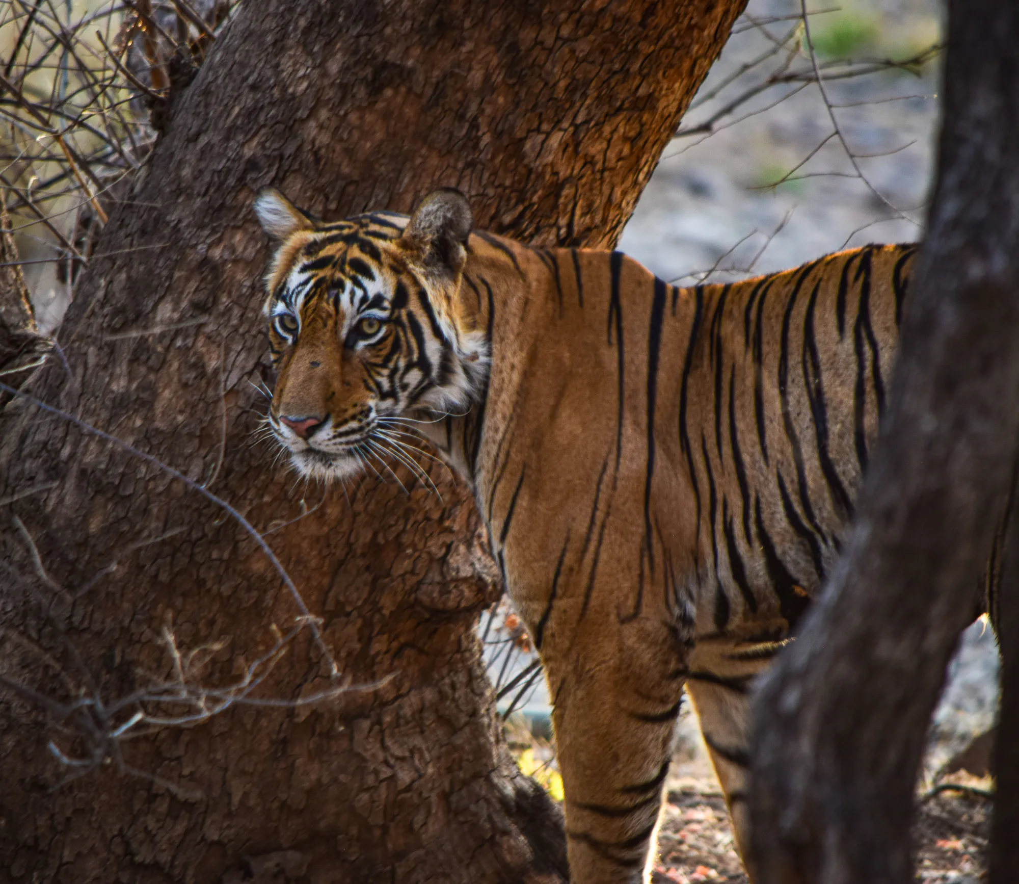 A Bengal tiger walking between trees in a Rajasthan forest